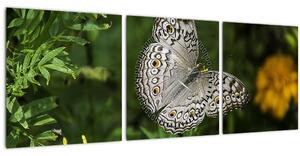 Tablou - fluture alb (cu ceas) (90x30 cm)