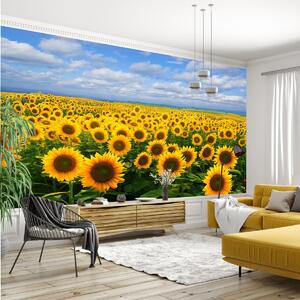 Fototapet - Câmp cu floarea soarelui (296x200 cm)
