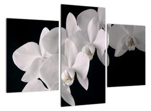 Tablou - orhidee albă (90x60cm)