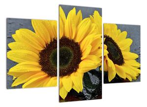 Tablou - floarea-soarelui (90x60cm)