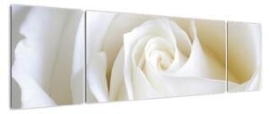 Tablou - trandafiri albi (170x50cm)