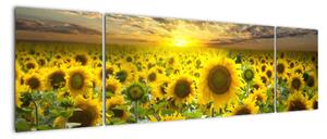 Tablouri - floarea-soarelui (170x50cm)