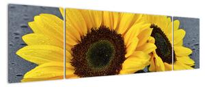Tablou - floarea-soarelui (170x50cm)