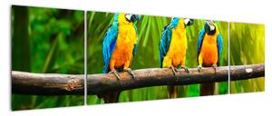 Tablou modern - papagali (170x50cm)