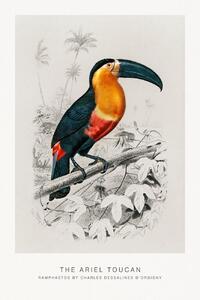Reproducere The Ariel Toucan (Bird / Zoology) - Charles D'Orbigny, (26.7 x 40 cm)