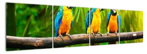 Tablou modern - papagali (160x40cm)