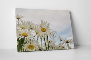 Tablou canvas : Margarete albe