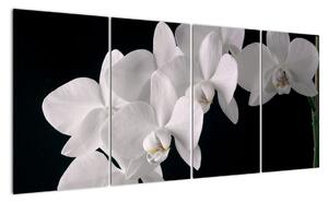 Tablou - orhidee albă (160x80cm)
