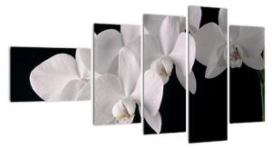 Tablou - orhidee albă (110x60cm)