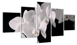 Tablou - orhidee albă (125x70cm)