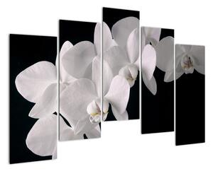Tablou - orhidee albă (125x90cm)