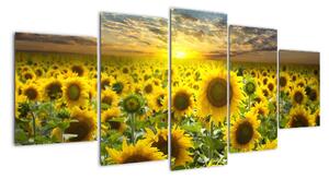 Tablouri - floarea-soarelui (150x70cm)