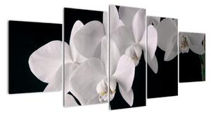 Tablou - orhidee albă (150x70cm)