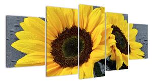Tablou - floarea-soarelui (150x70cm)