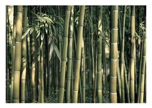 Tapet în format mare Artgeist Bamboo Exotic, 400 x 280 cm