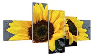 Tablou - floarea-soarelui (150x85cm)