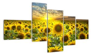 Tablouri - floarea-soarelui (150x85cm)