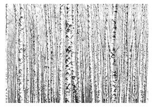 Tapet în format mare Artgeist Birch Forest, 400 x 280 cm