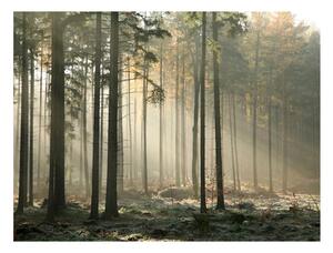 Tapet în format mare Artgeist Foggy November Morning, 200 x 154 cm
