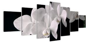 Tablou - orhidee albă (210x100cm)