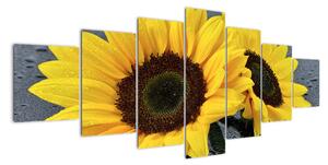 Tablou - floarea-soarelui (210x100cm)