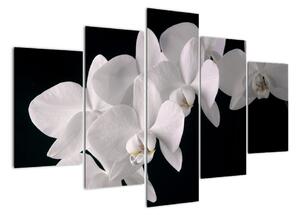 Tablou - orhidee albă (150x105cm)