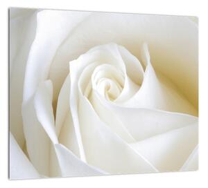 Tablou - trandafiri albi (Tablou)
