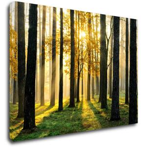 Impresi Tablou Trees and sunshine - 70 x 50 cm