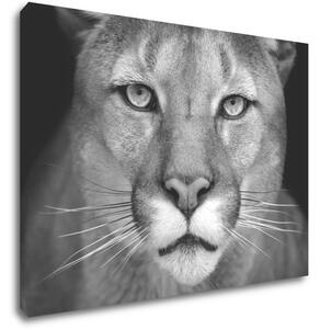Impresi Tablou Beast - 70 x 50 cm