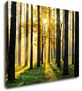 Impresi Tablou Trees and sunshine - 90 x 70 cm