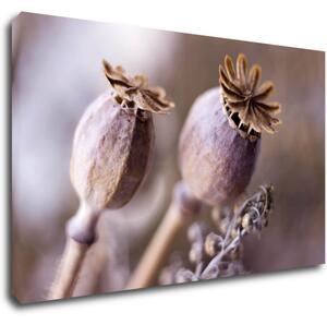 Impresi Tablou Dry Poppy flower - 50 x 30 cm