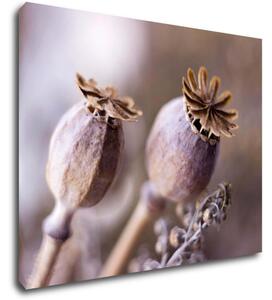 Impresi Tablou Dry Poppy flower - 90 x 70 cm
