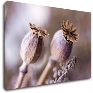 Impresi Tablou Dry Poppy flower - 60 x 40 cm