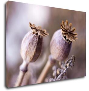 Impresi Tablou Dry Poppy flower - 70 x 50 cm