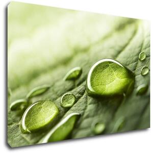 Impresi Tablou Drops of water on the leaf - 60 x 40 cm