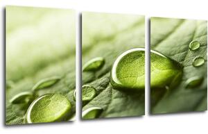 Impresi Tablou Drops of water on the leaf - 120 x 60 cm (3-piese)