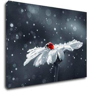 Impresi Tablou Lady bug on the flower - 70 x 50 cm