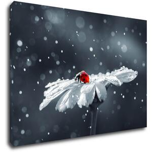 Impresi Tablou Lady bug on the flower - 60 x 40 cm