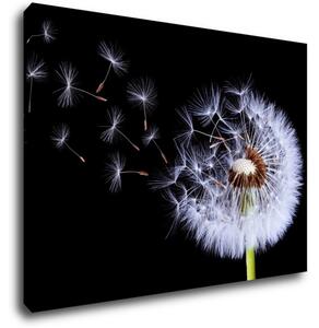 Impresi Tablou Dandelion black and green - 70 x 50 cm