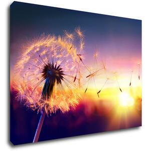 Impresi Tablou Dandelion and sunset - 70 x 50 cm