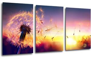 Impresi Tablou Dandelion and sunset - 120 x 60 cm (3-piese)