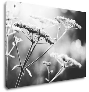 Impresi Tablou Black and white meadow flower - 70 x 50 cm
