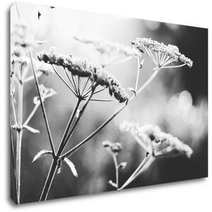 Impresi Tablou Black and white meadow flower - 60 x 40 cm