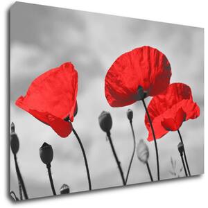 Impresi Tablou Poppy - 60 x 40 cm