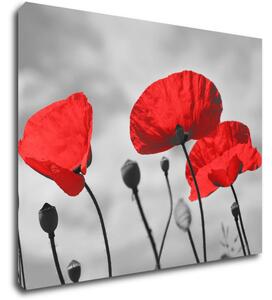 Impresi Tablou Poppy - 90 x 70 cm