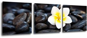 Impresi Tablou White blossom on black stones - 90 x 30 cm (3-piese)