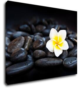 Impresi Tablou White blossom on black stones - 90 x 70 cm