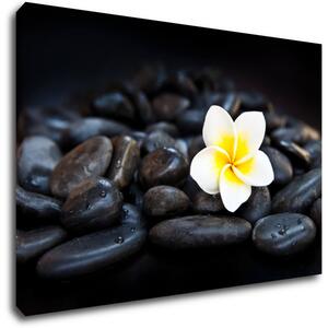Impresi Tablou White blossom on black stones - 60 x 40 cm