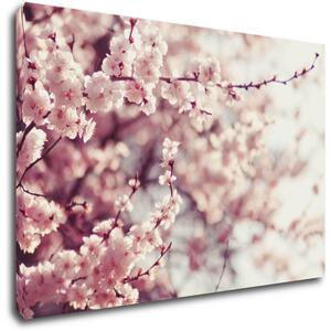 Impresi Tablou Light pink blossom on the tree - 60 x 40 cm