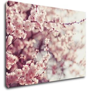 Impresi Tablou Light pink blossom on the tree - 70 x 50 cm